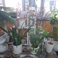 تعدادی گل و گلدان خالی