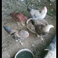 خرید وفروش مرغ وخروس غاز واردک