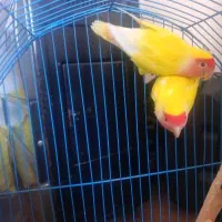 جوجه کوتله رنگ خاص