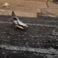 فروش کبوتر