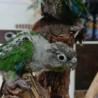 جوجه  سرلاکی گرینچیک