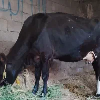 گاو با گوساله ماده خارجی شکم دوم 8کیلو شیر