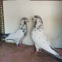 کفتر پرشی انگلیسی تهرانی پتی واله