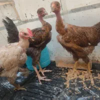 مرغ و خروس گردن لختی