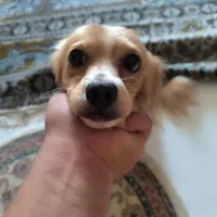 سگ.