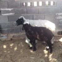 شیشک میش جوان بره دارنر