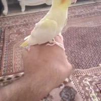 جوجه عروس هلنی لوتینو تک خال چشم شرابی