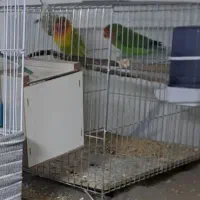 یه جفت طوطی برزیلی نر ماده