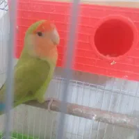 کوتوله نر
