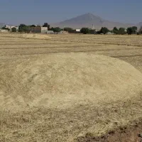 کاه گندم ابی و دیم