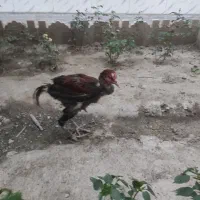خروس لاری اوشامو اصل