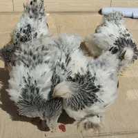 جوجه برهما لایت