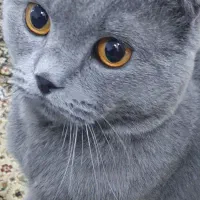 گربه ناز نژاد اسکاتیش