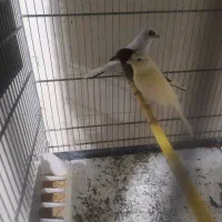 قناری کشیده سوپری