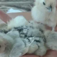 جوجه گلین جاپینز مرندی برهما و....