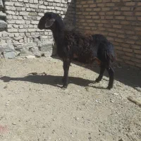 بره قوچ