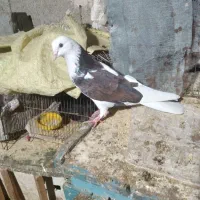 کبوتر