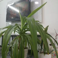 گل ذرتی