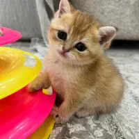 بچه گربه بریتیش اصیل