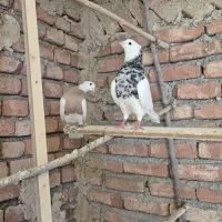کبوتر