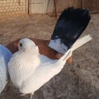 کبوتر