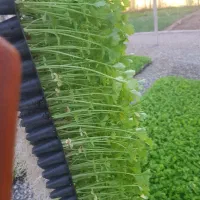 دستگاه بذر ریزی گلخانه