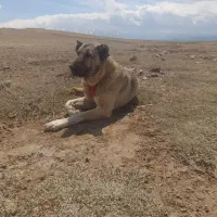 سگ سرابی وادمجل نژاد ذار