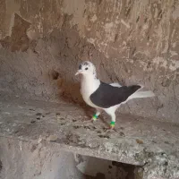 آلمانی