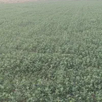 بذر یونجه مهتابی