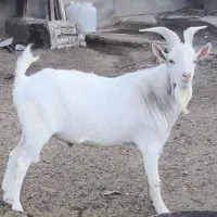 سانن