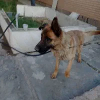 سگ ژرمن