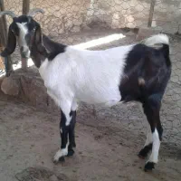 بز آبستن و ۳ کهره ماده ۴ ماهه