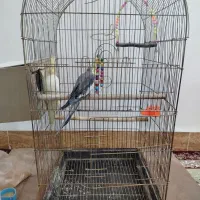 عروس هلندی هم فروش معاوضه با لنسر هم فروش