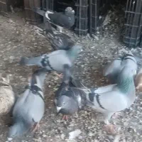 کبوتر مسافتی