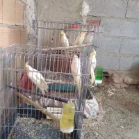 عروس هلندی بالغ