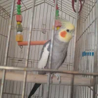 عروس هلندی نر