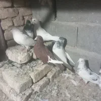 سالم