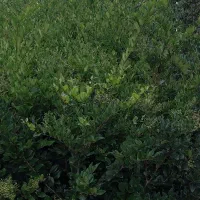 فروش یاس هلندی سطل ده به ارتفاع یک متر وهفتاد