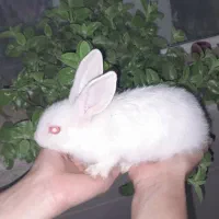 بچه خرگوش بانمک سالم و بازیگوش