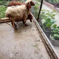 فروش بره