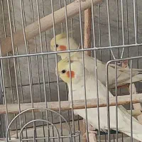 جفت عروس هلندی سالم و سر حال