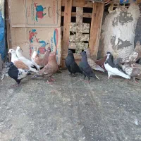 دسته کفتری۱۲تا