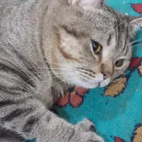 گربه نر ،بریتیش