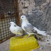 کفتر دوکت