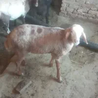 بره هترو لاکن سه ماهه ۳۰ کیلو ۵۰ میلیون