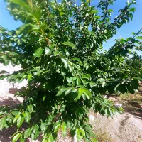 زمین محصور (چهاردیواری)