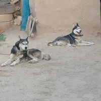 هاسکی نرو ماده