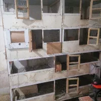 گنجه کبوتر یا جفتگاه کفتر یا هر حیوانی که بخواین
