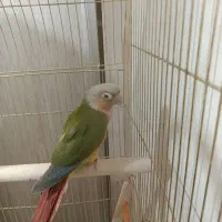 طوطی گرینچیک