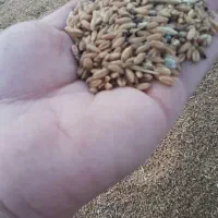 گندم